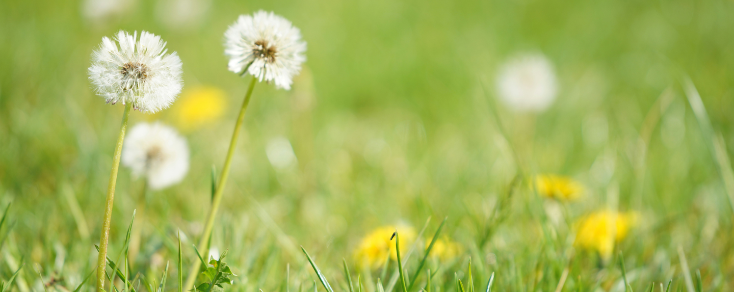 Dandelions