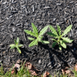 Bed Weed Control 